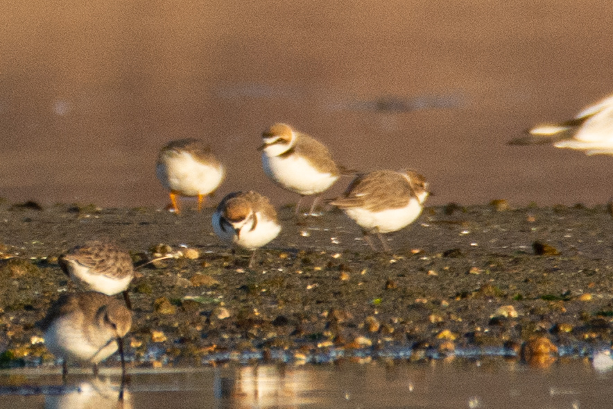 Kentish Plover