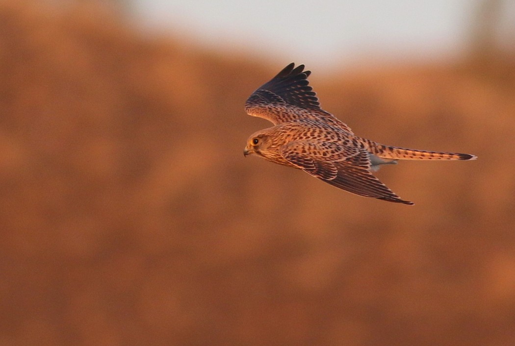 Common Kestrel