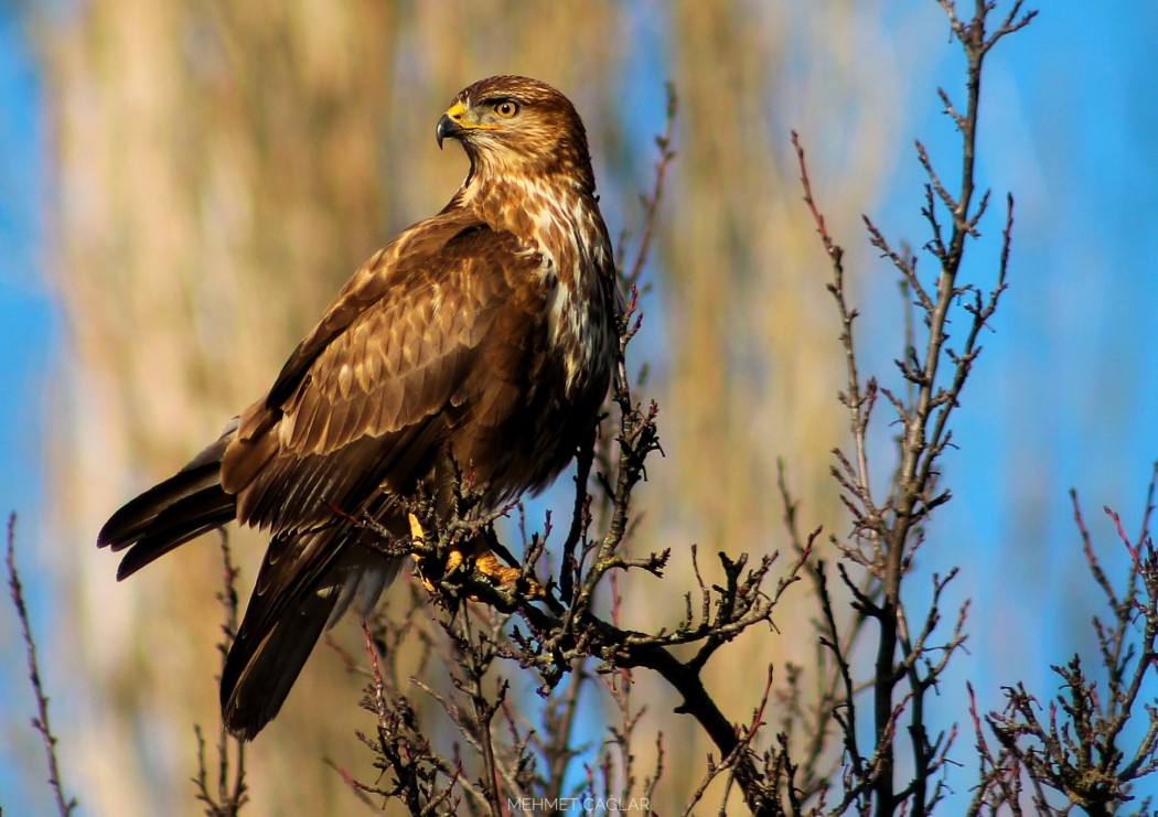 Common Buzzard