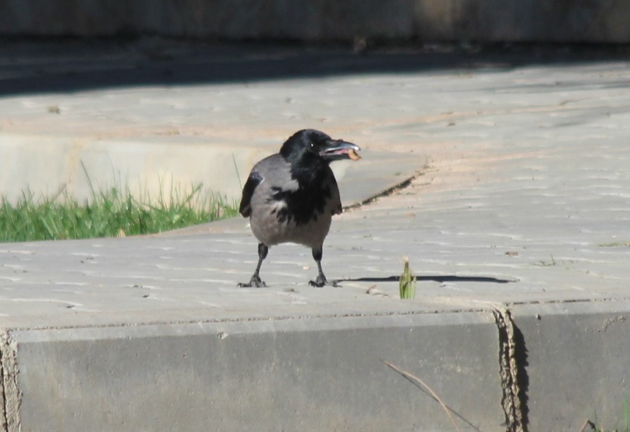Hooded Crow