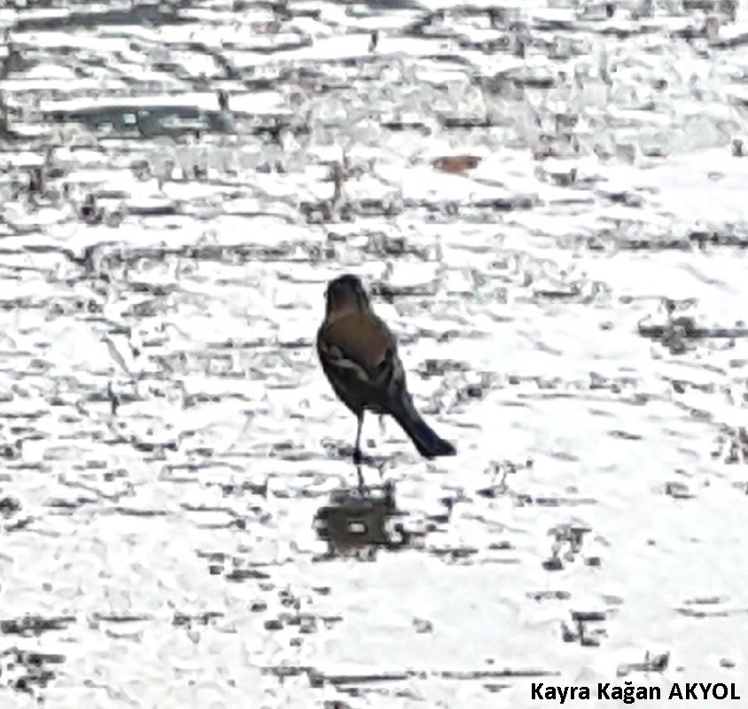 Common Chaffinch