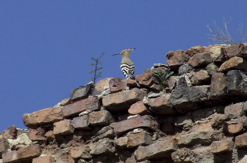 Eurasian Hoopoe