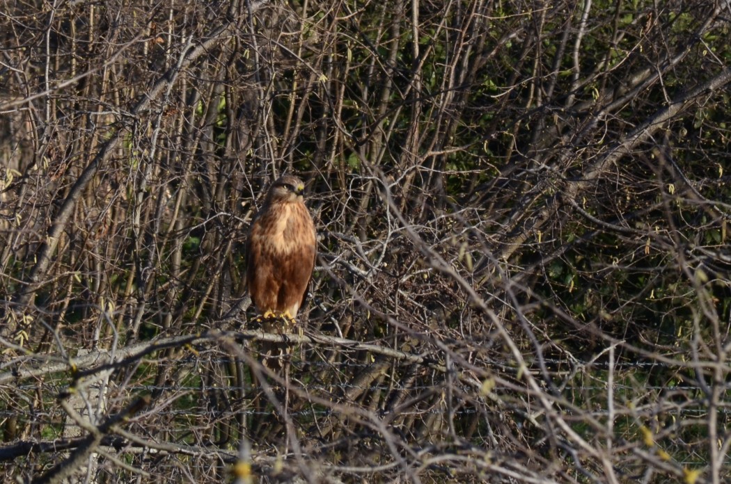 Long-legged Buzzard