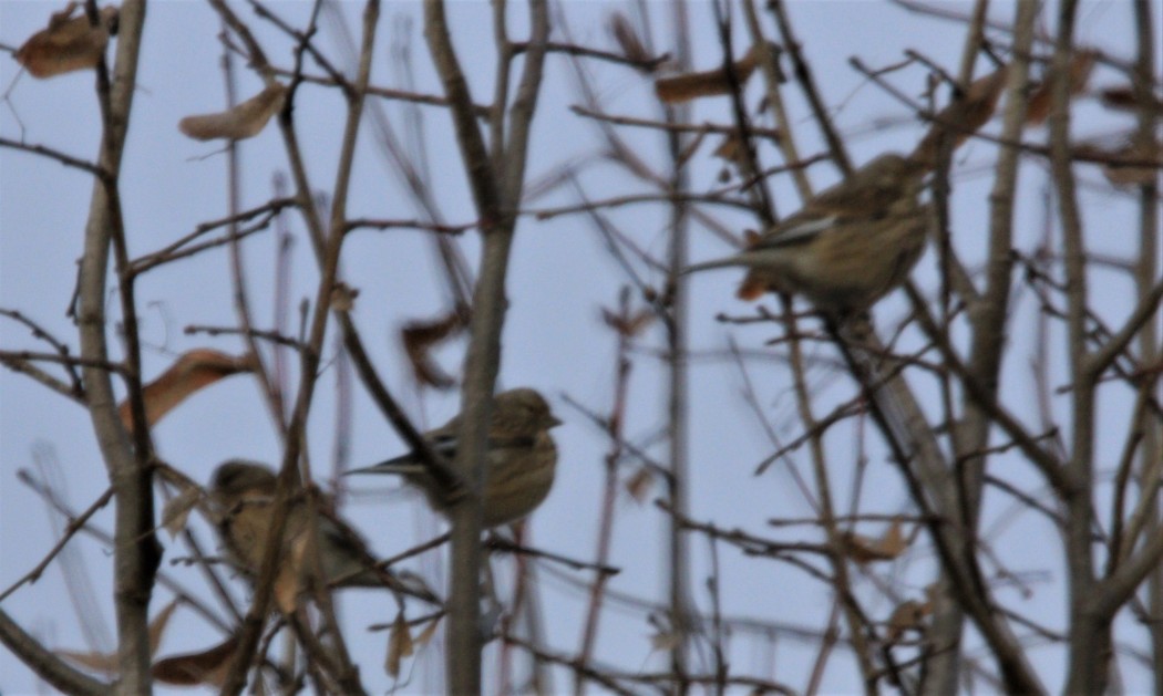 Common Linnet