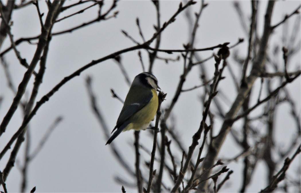 Eurasian Blue Tit
