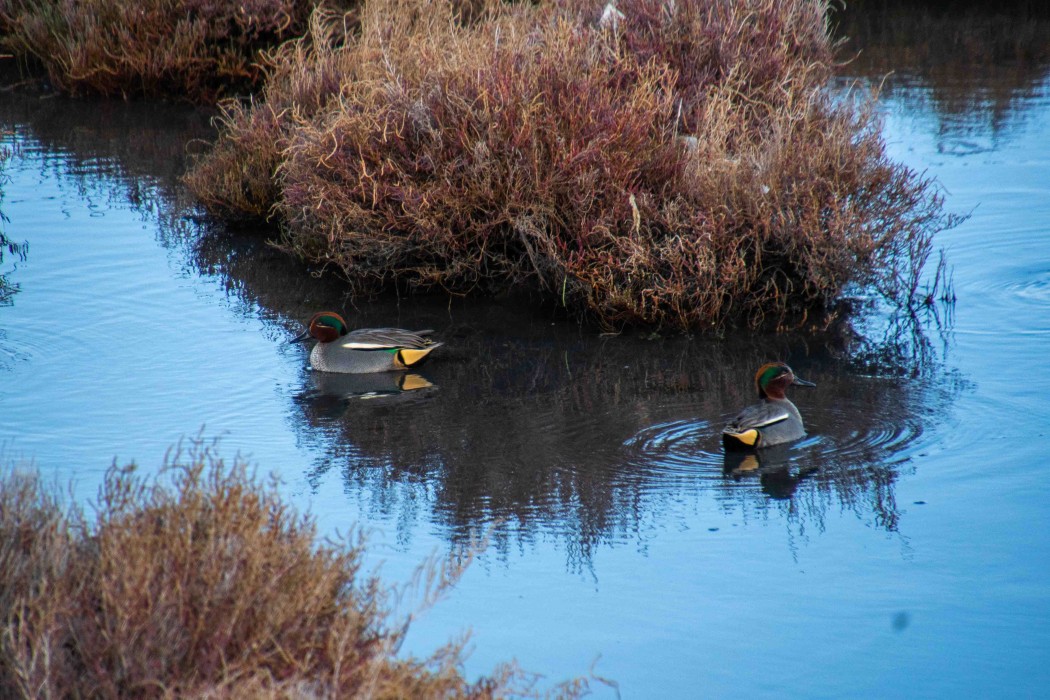 Eurasian Teal