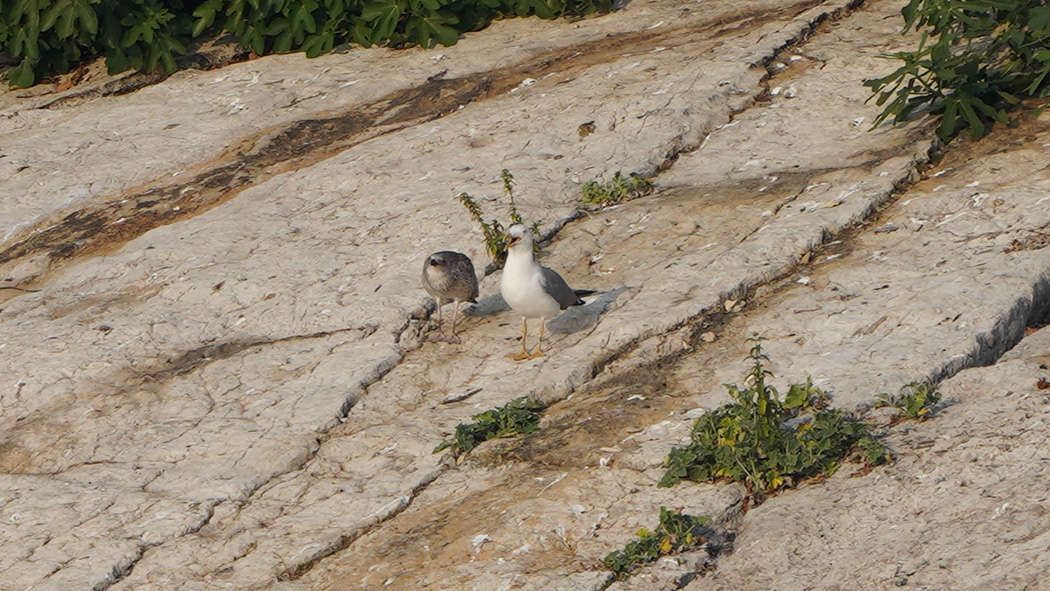 Yellow-legged Gull