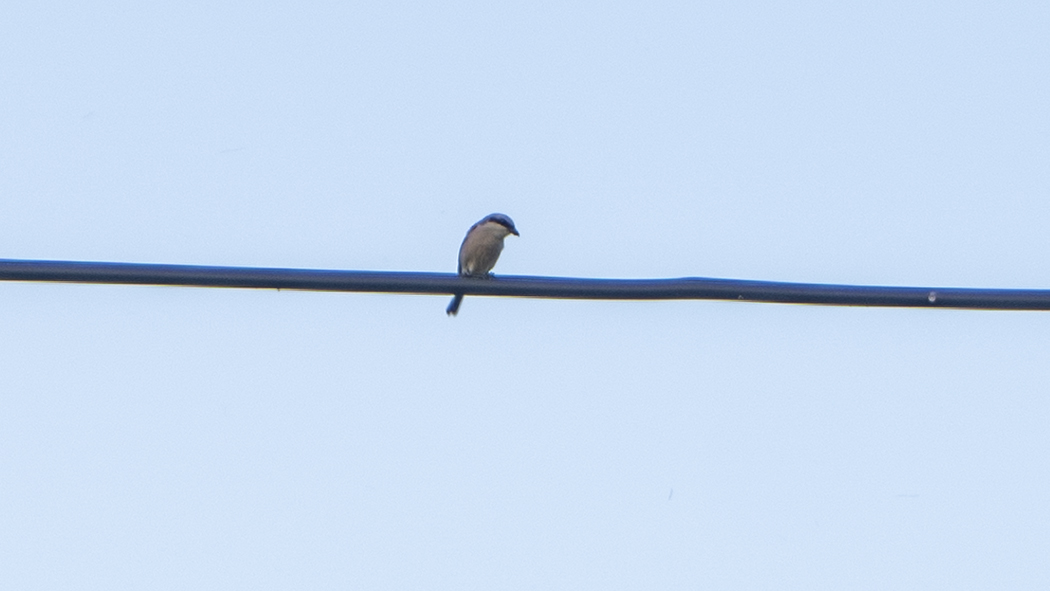 Red-backed Shrike
