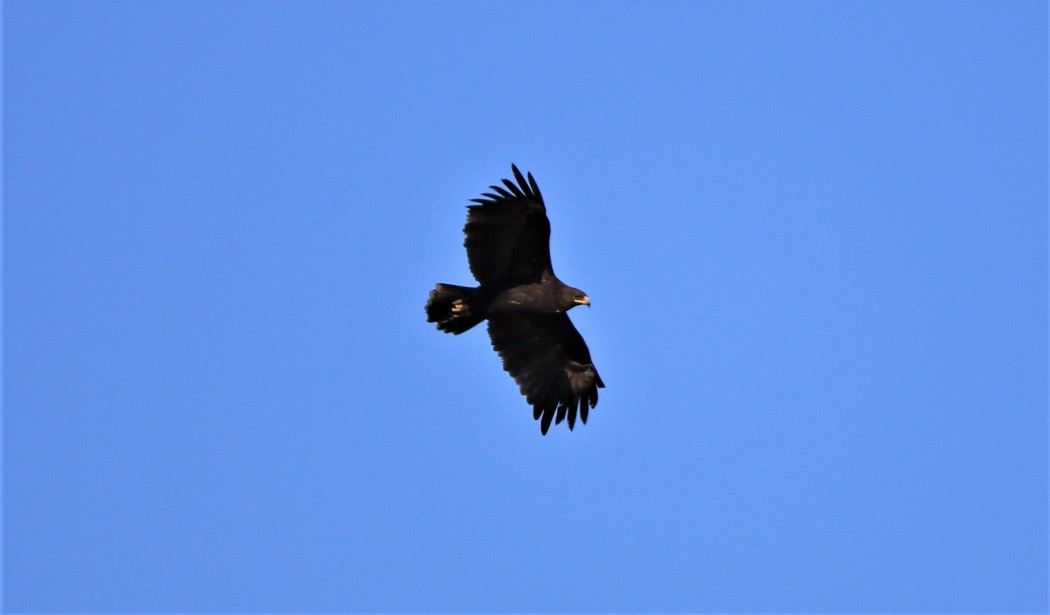 Lesser Spotted Eagle