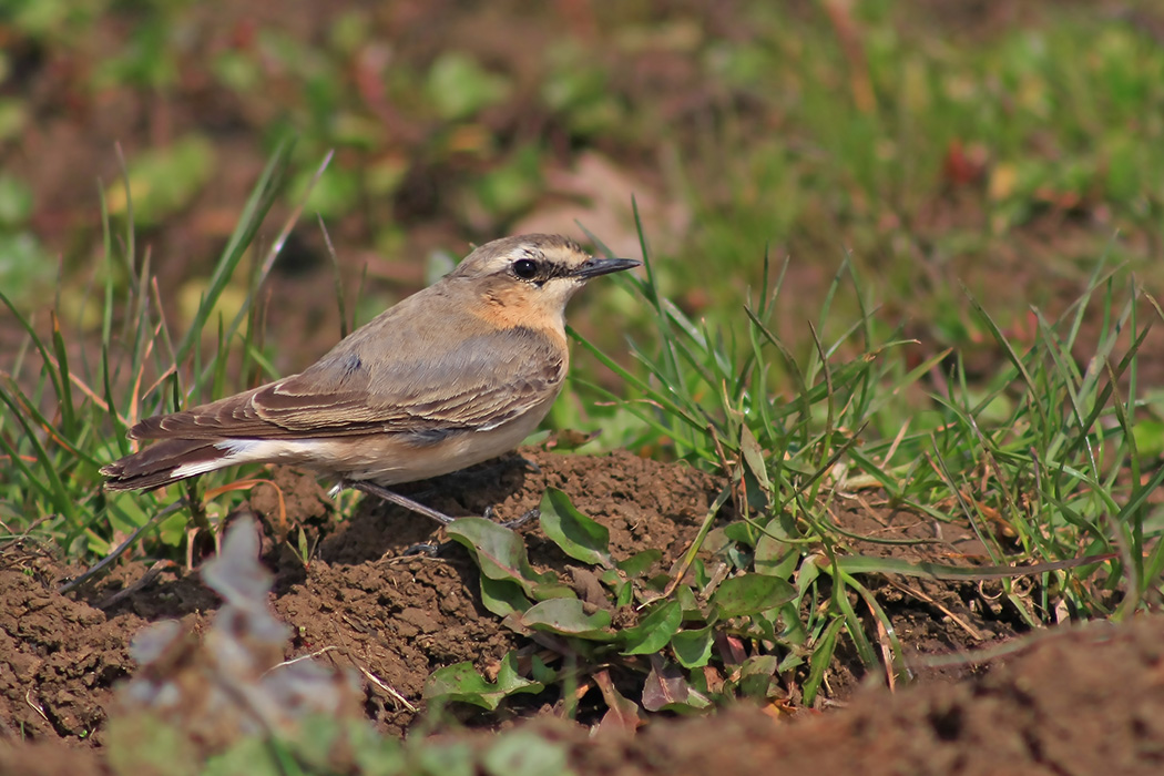 Northern Wheatear