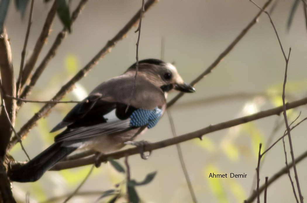 Eurasian Jay