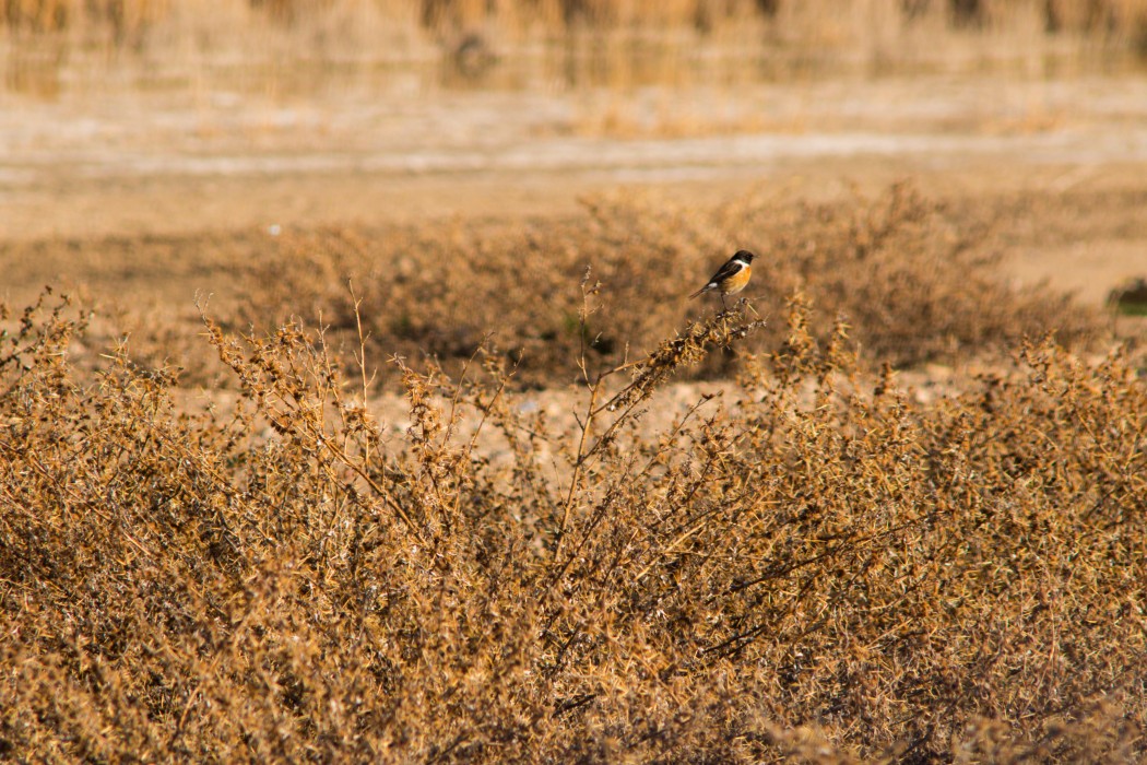 European Stonechat