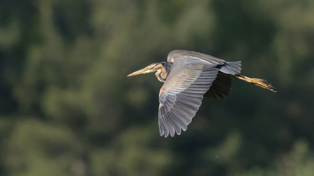 Purple Heron
