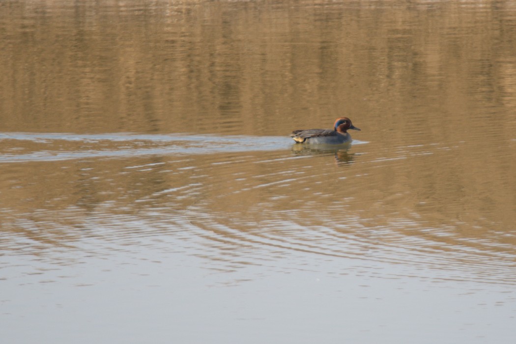 Eurasian Teal