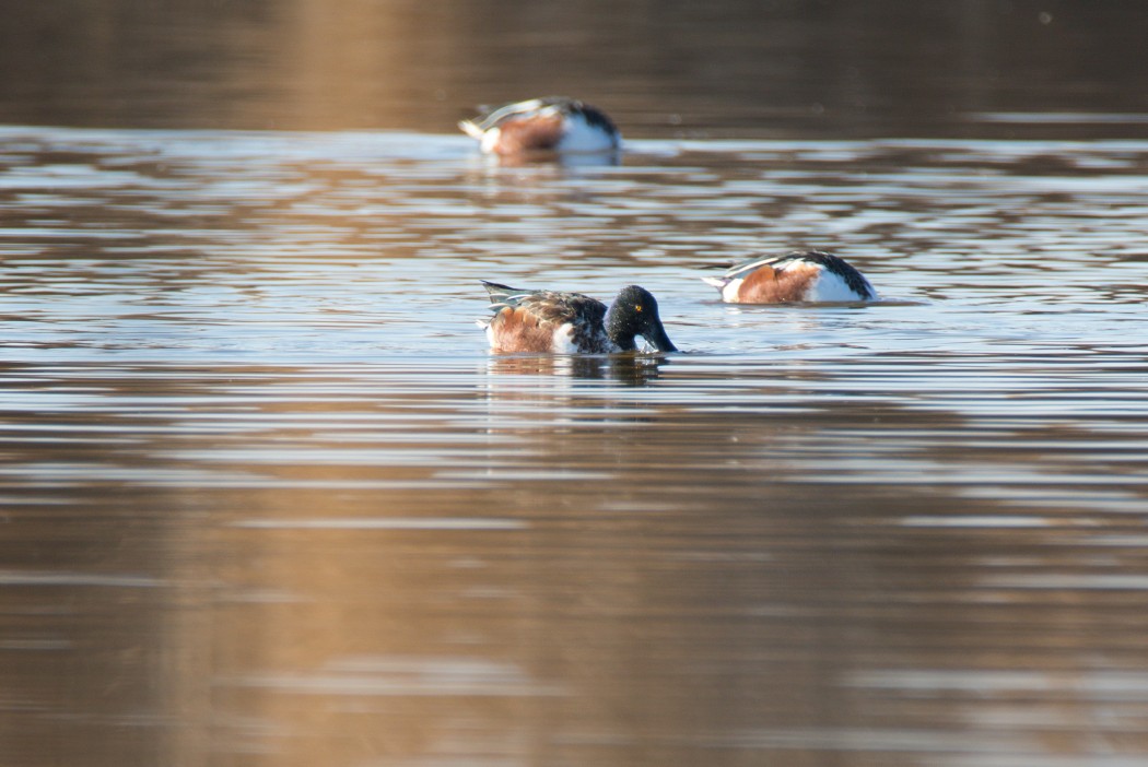 Northern Shoveler