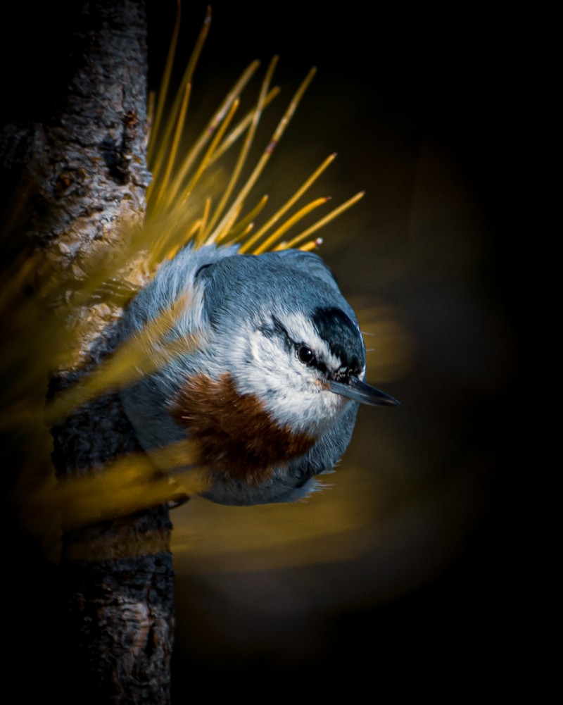 Krüper`s Nuthatch