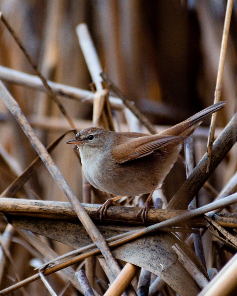 Cetti`s Warbler