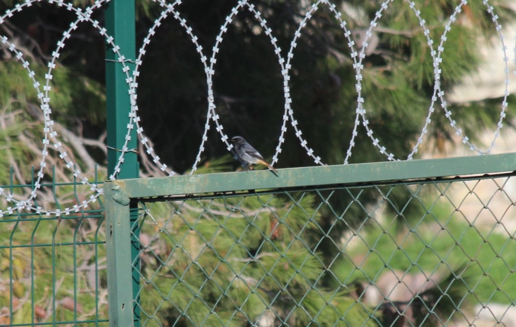 Black Redstart
