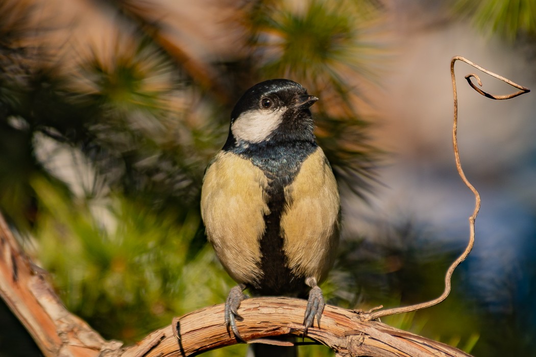 Great Tit