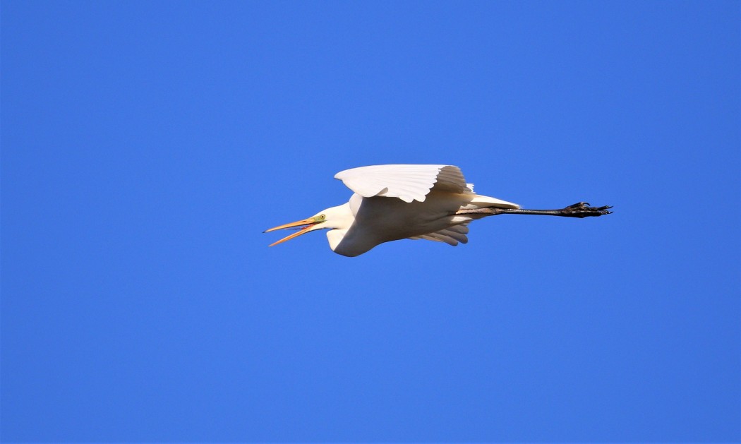 Great Egret