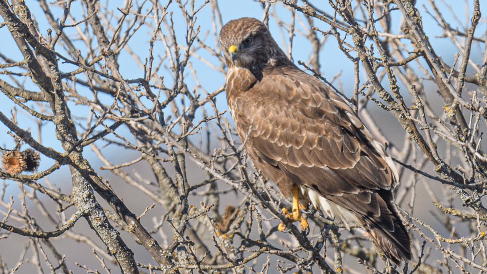 Common Buzzard