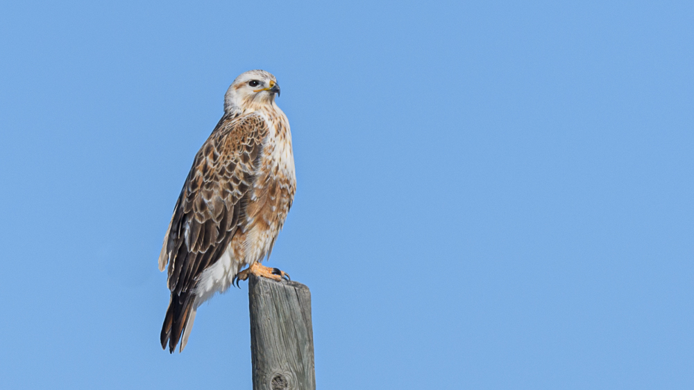 Long-legged Buzzard