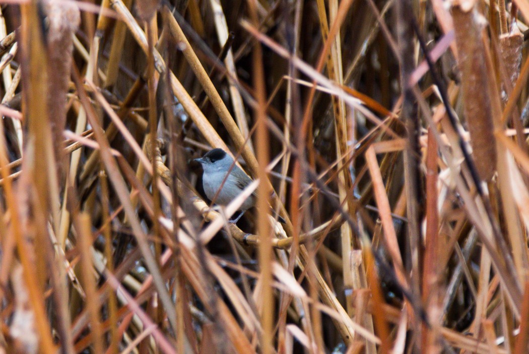 Eurasian Blackcap