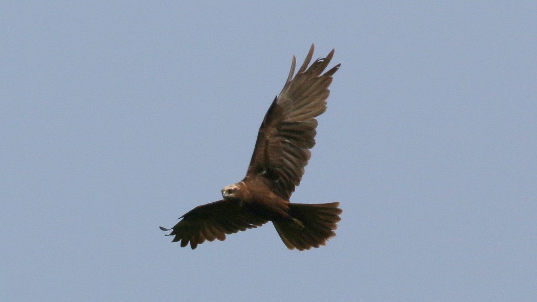 Western Marsh Harrier