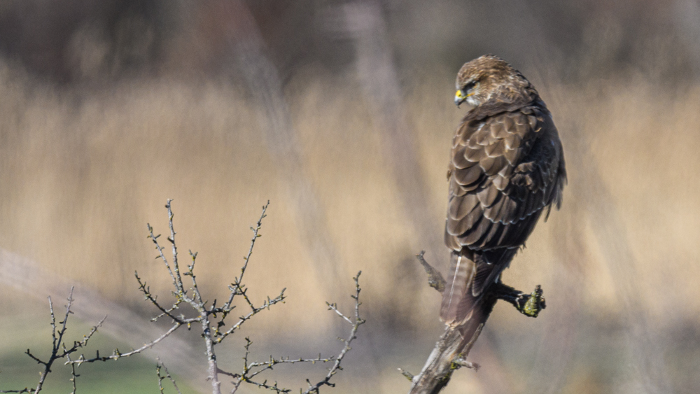 Common Buzzard
