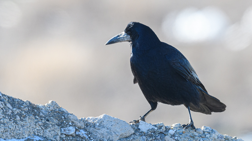Rook