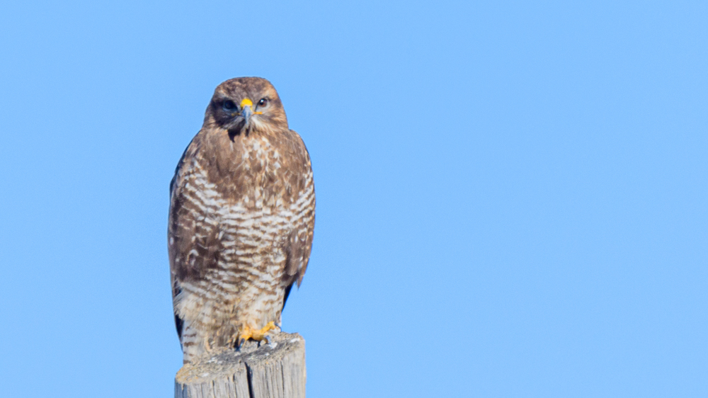 Common Buzzard