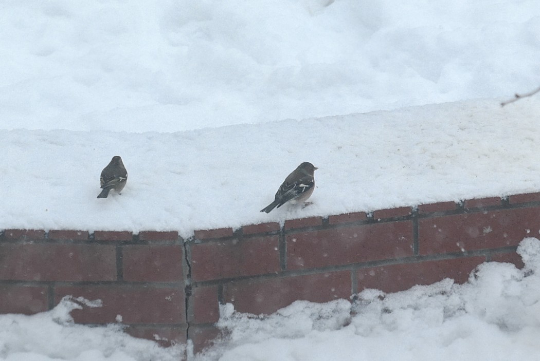 Common Chaffinch