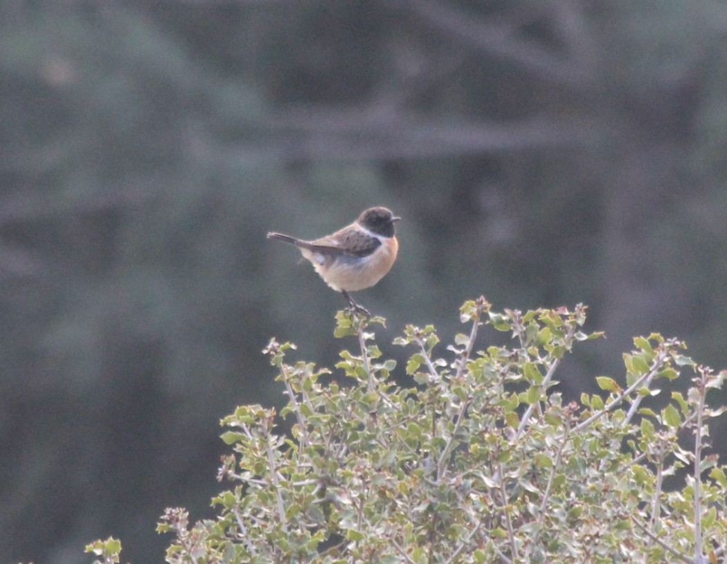 European Stonechat