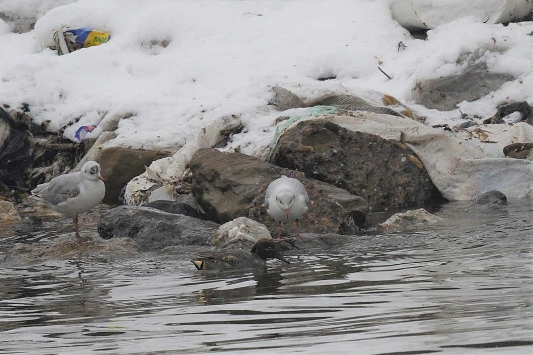 Eurasian Teal