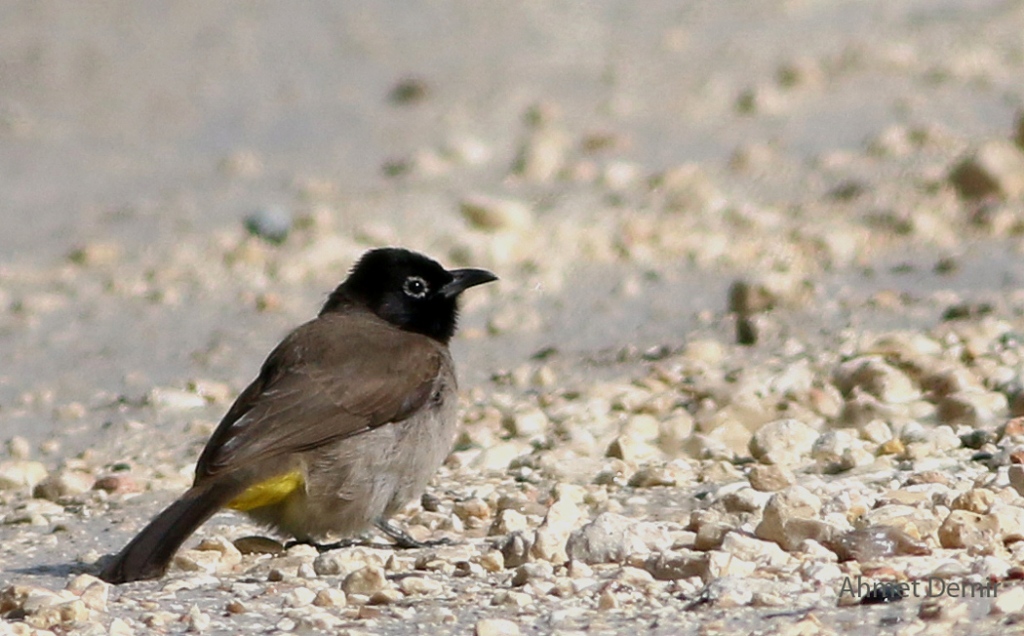 White-spectacled Bulbul
