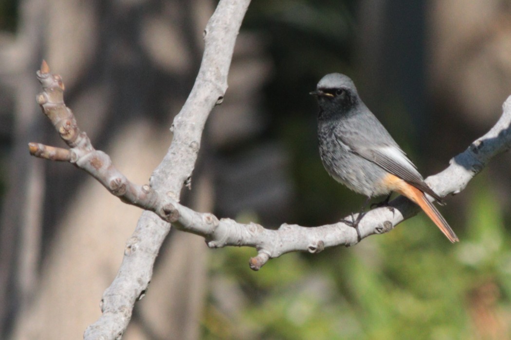 Black Redstart