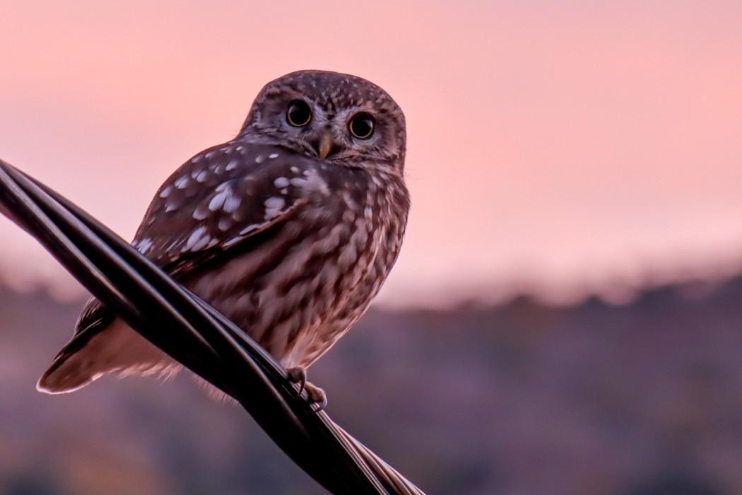 Little Owl