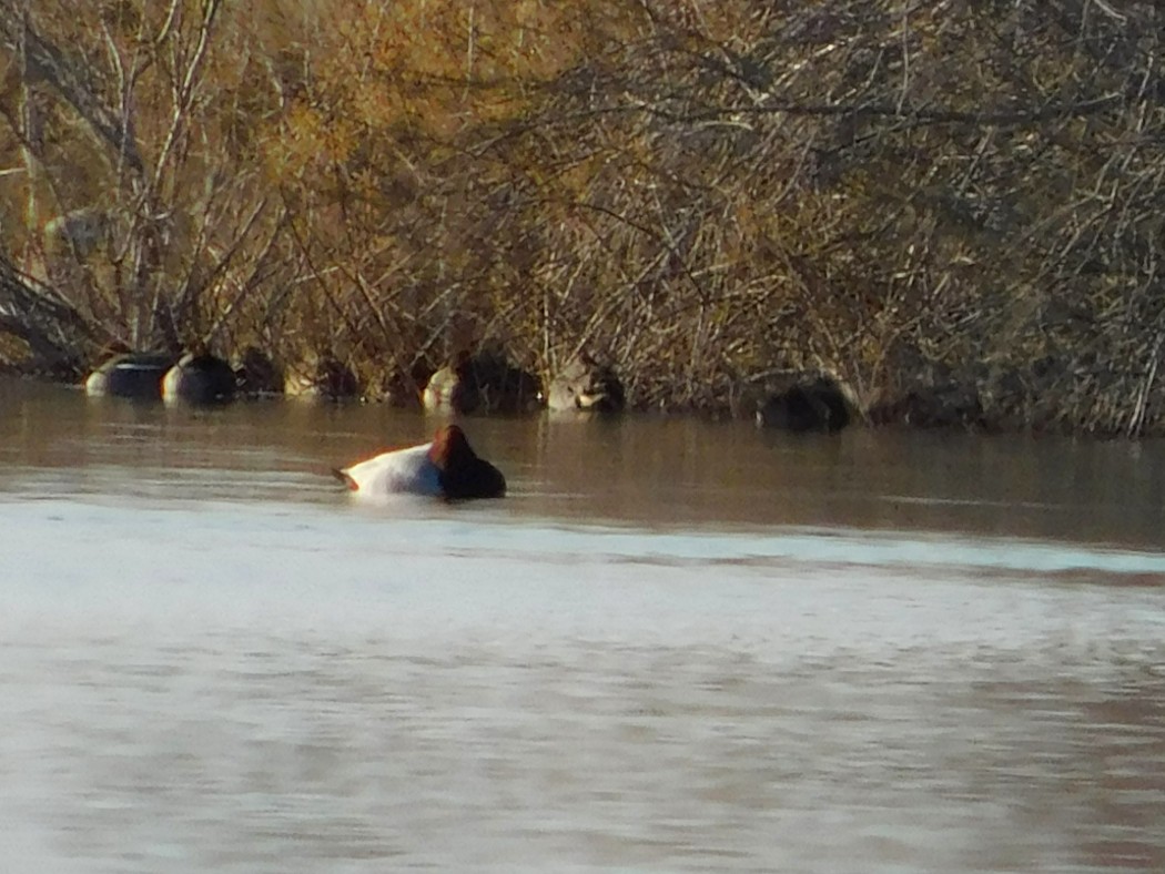 Common Pochard