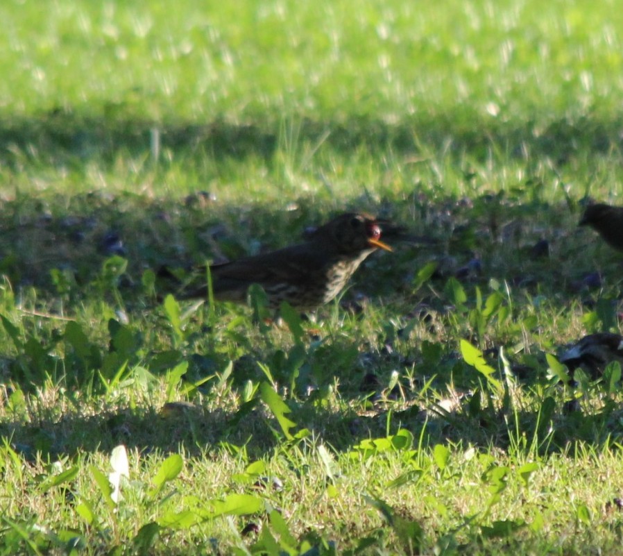 Song Thrush