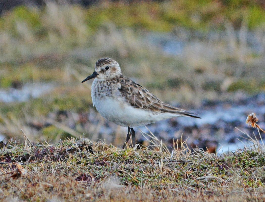 White-rumped Sandpiper