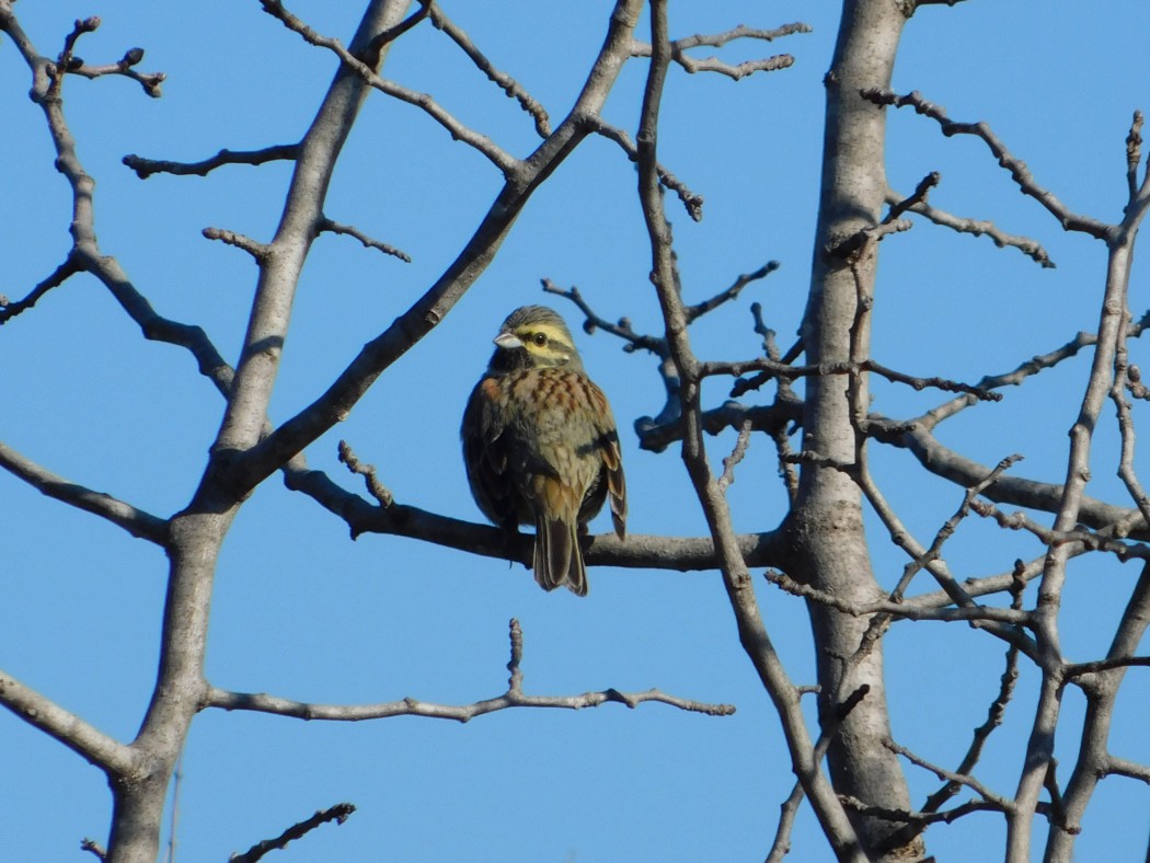 Cirl Bunting