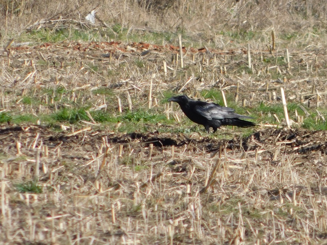 Northern Raven