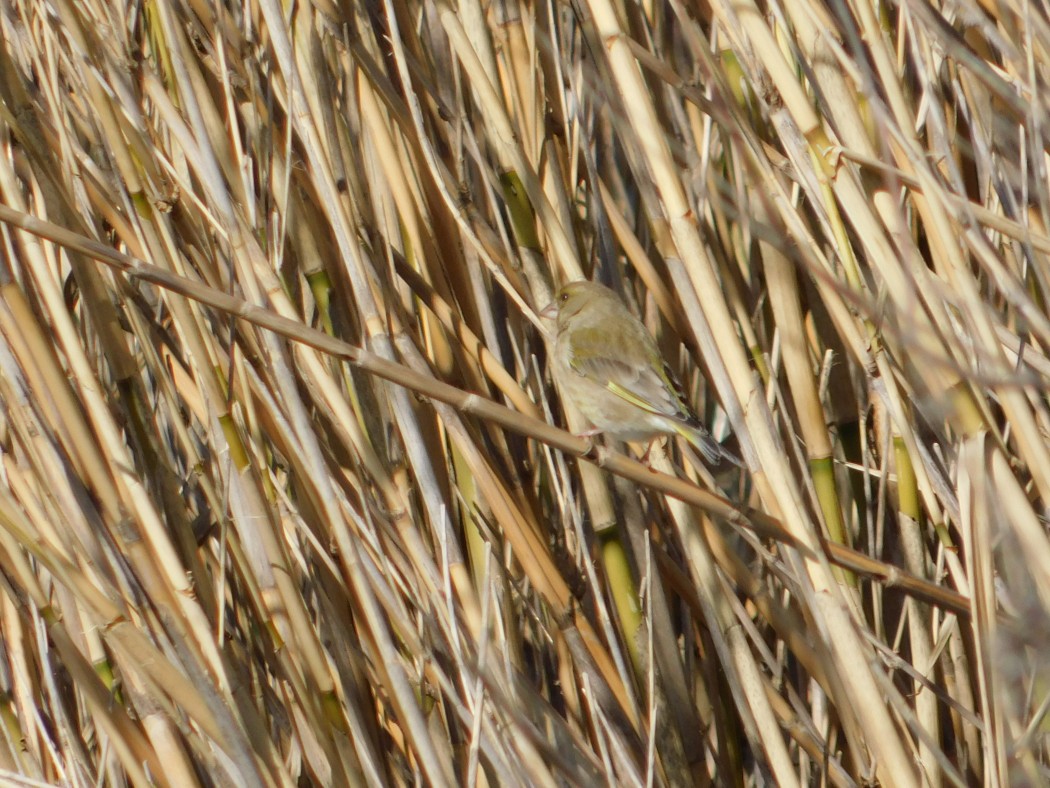 European Greenfinch