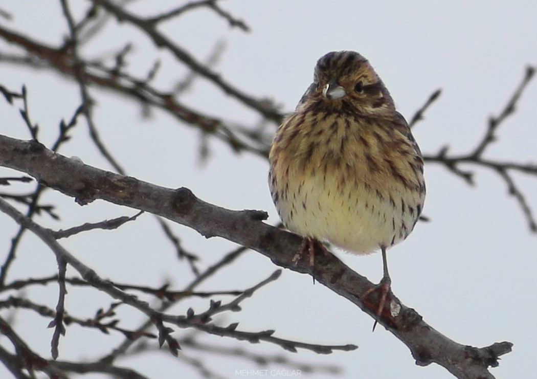 Cirl Bunting