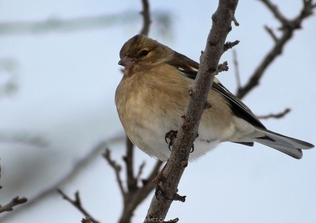 Common Chaffinch