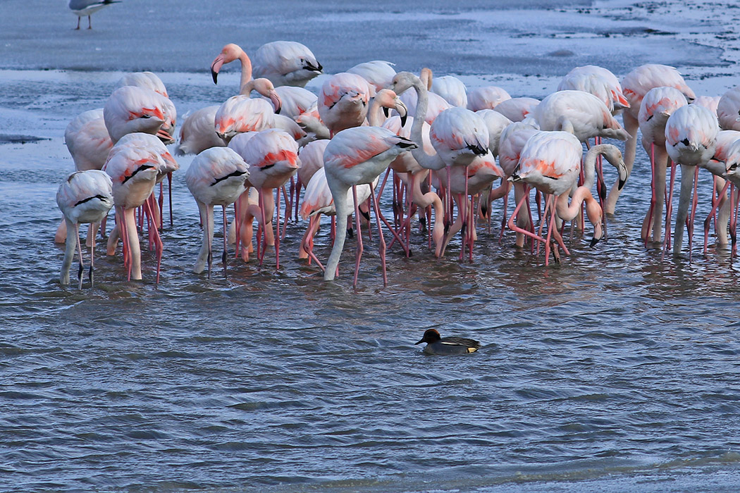 Eurasian Teal