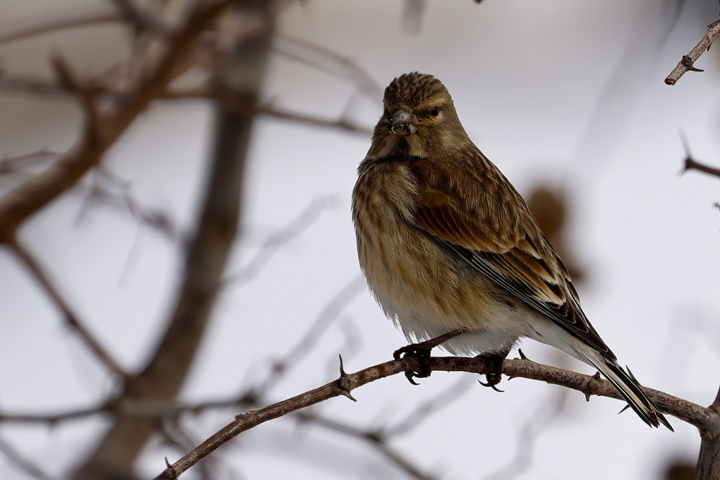 Common Linnet