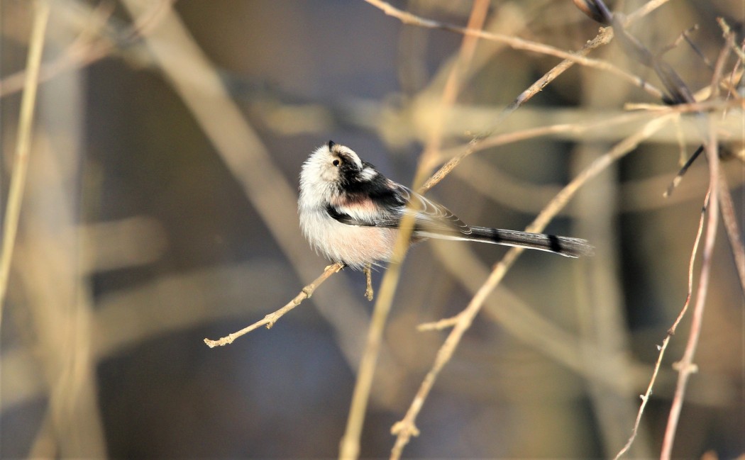 Long-tailed Tit