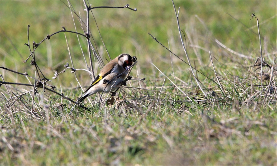 European Goldfinch