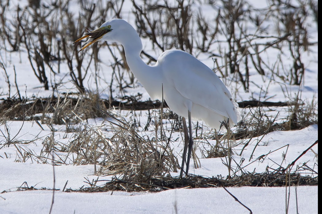 Great Egret
